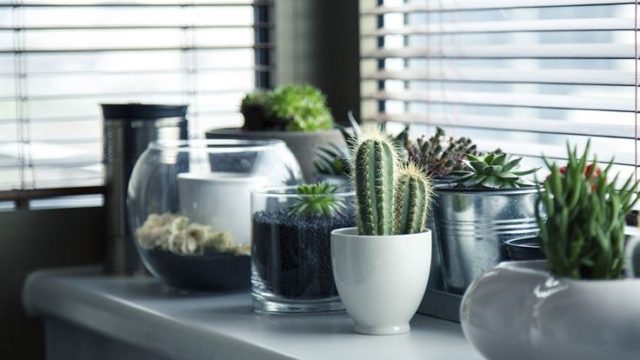 What are Natural Living Tips to Start Living Naturally? Definitive Guide