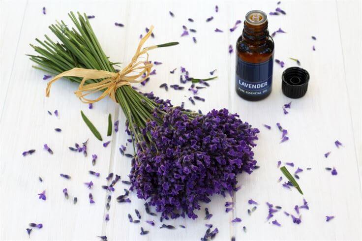 Lavender oil naturallivingtips 5