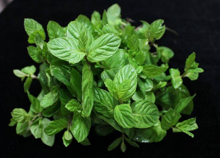 Mint leaves menthol naturallivingtips 1