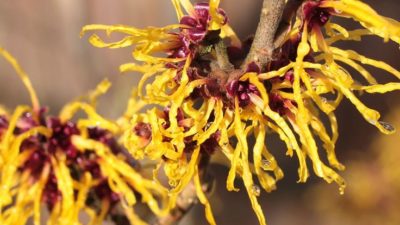 Witch Hazel for Acne: Is Witch Hazel Good for Acne?