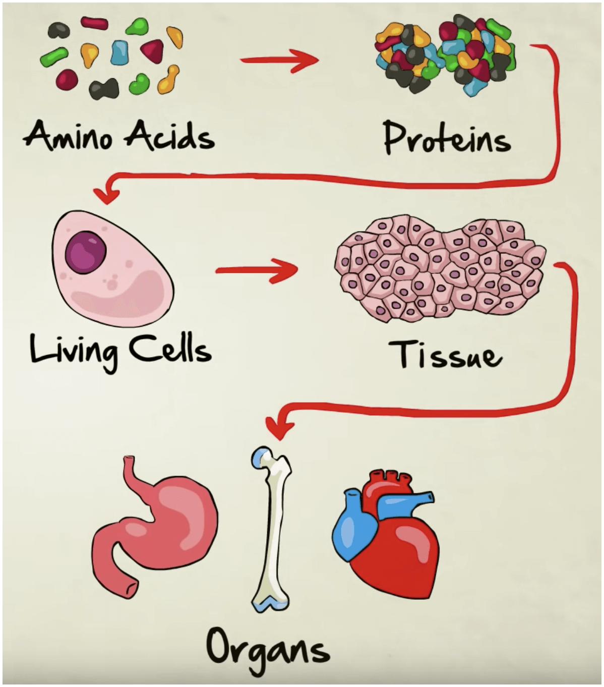 Amino acids to protein to cells to tissues to organs