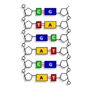 Base pair of DNA
