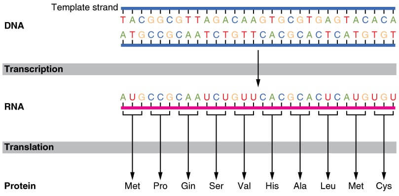 DNA Translation and Codons