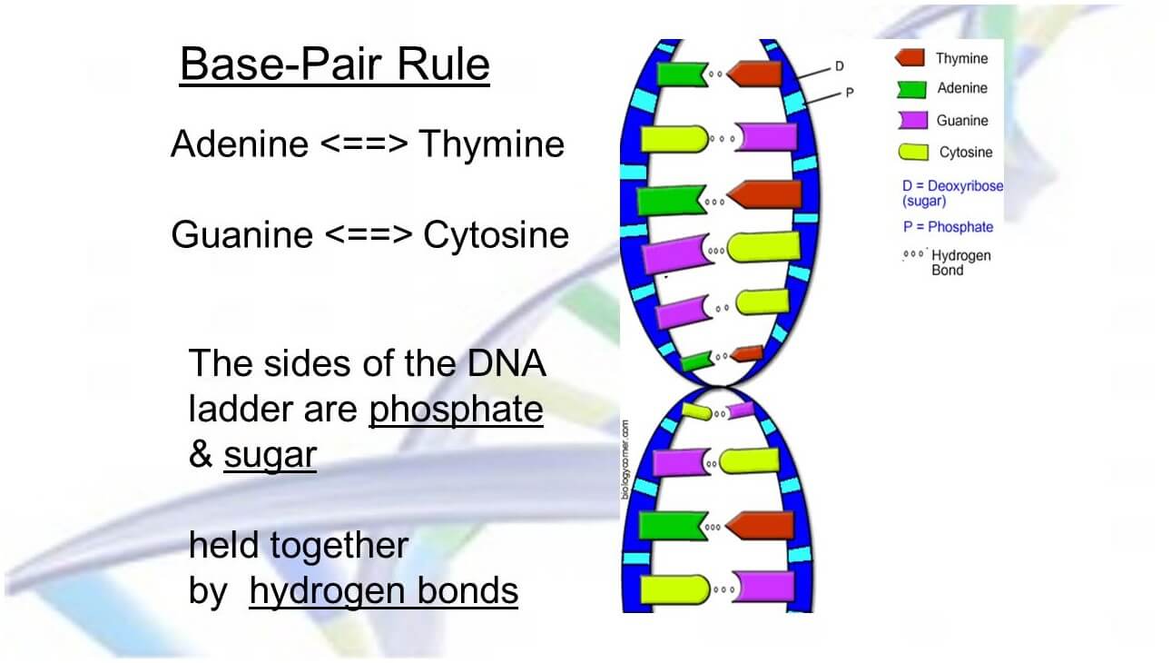 DNA base pairing rule