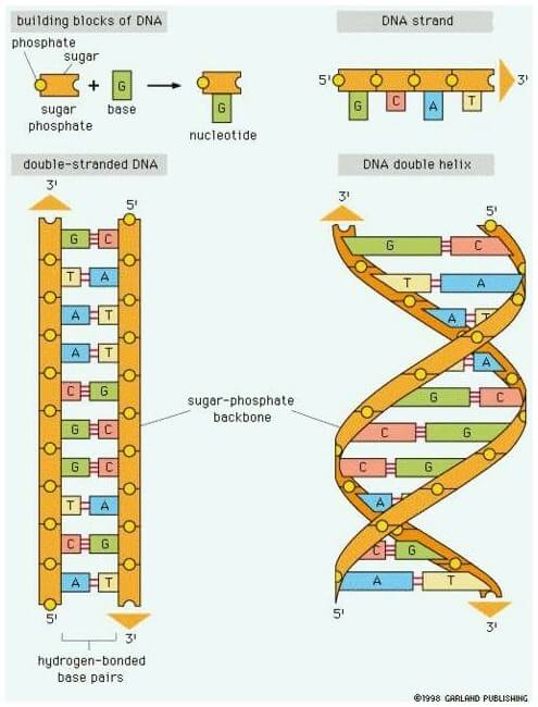 DNA helix structure