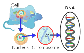 Understanding DNA to chromosome