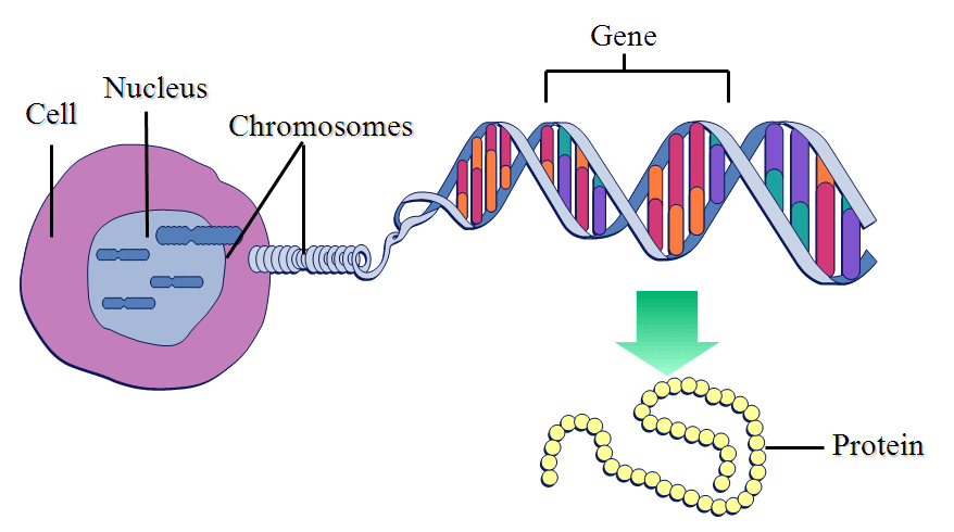 Understanding Gene Segment of DNA