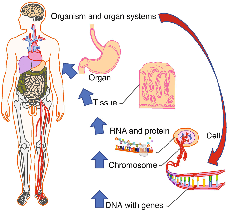 Interactive model from DNA to organs
