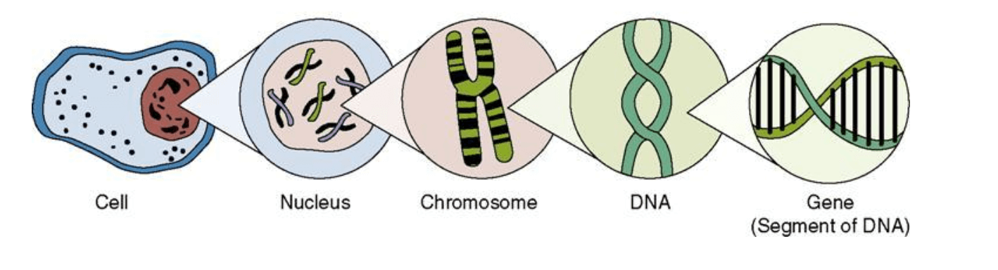 Segment of gene DNA Chromosomes