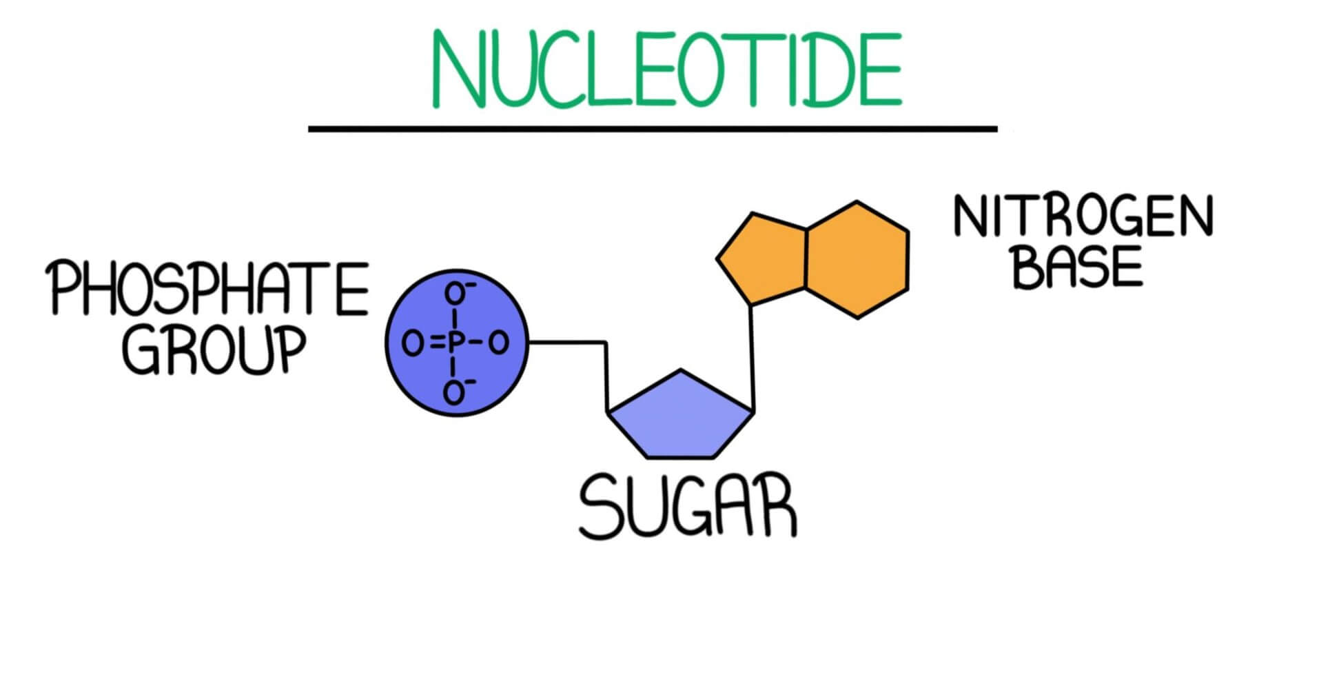 dna nucleotide structure