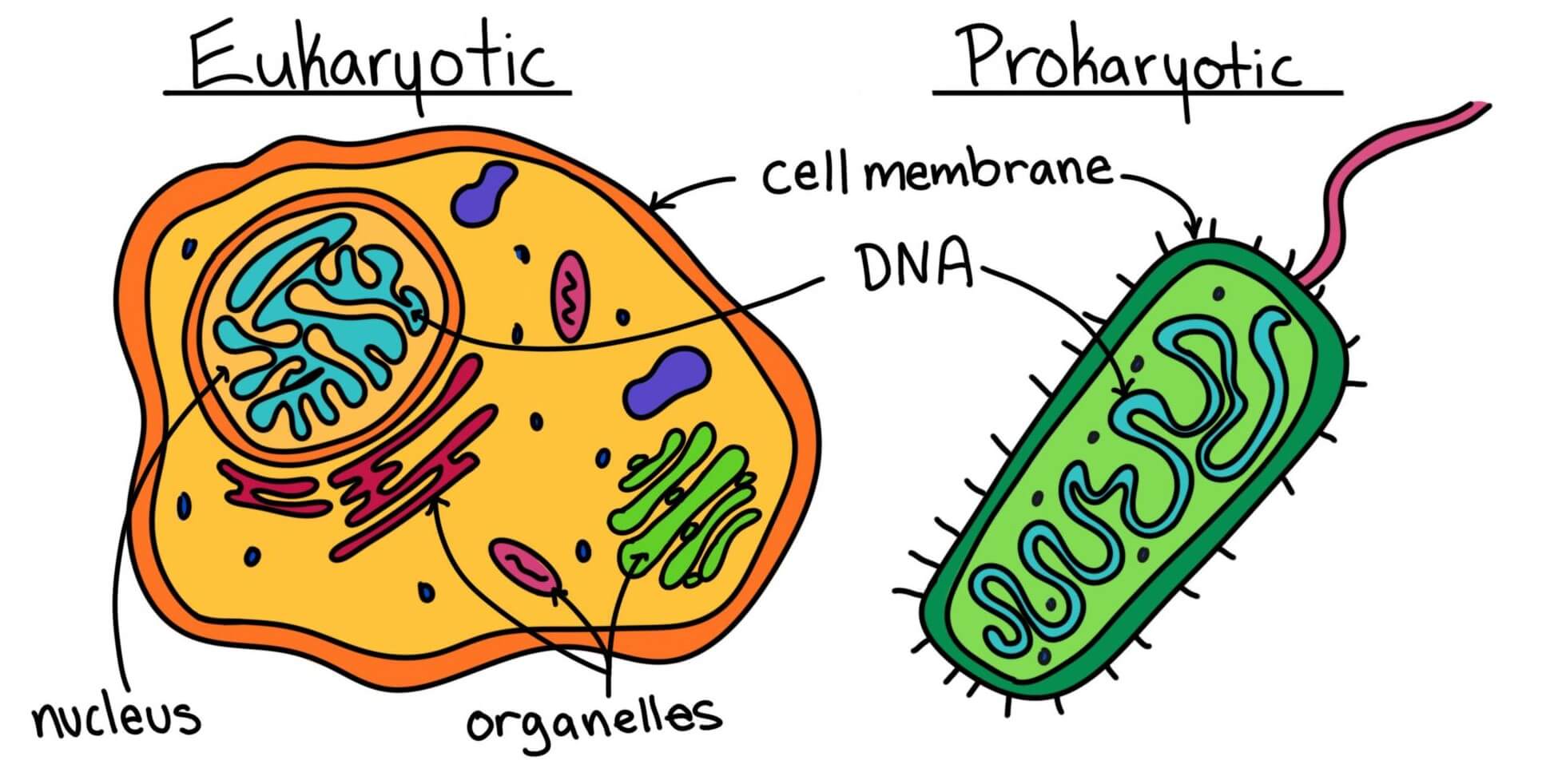 eukaryotic cell vs prokaryotic cell