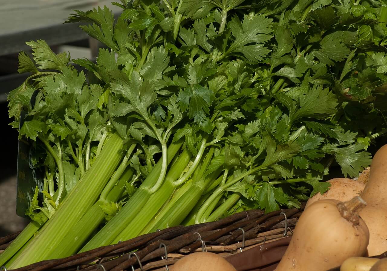 celery benefits for men
