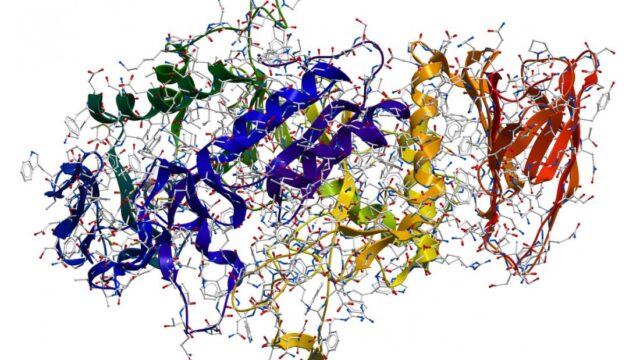 What are Enzymes? Digestive, Metabolic and Food Enzymes