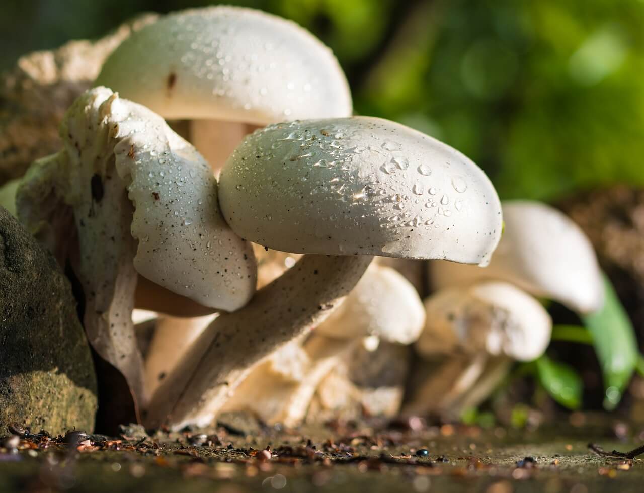 mushroom NaturalLivingTips 1