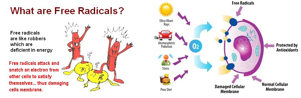 What are free radicals