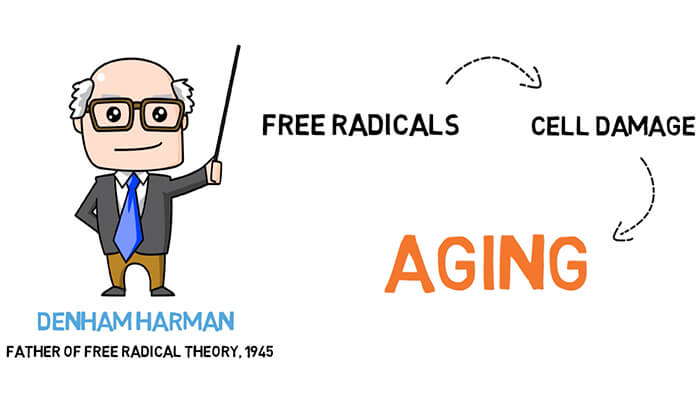 free radical theory Free radicals and Aging