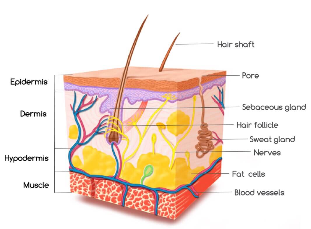 Normal Skin Anatomy Skin Layer