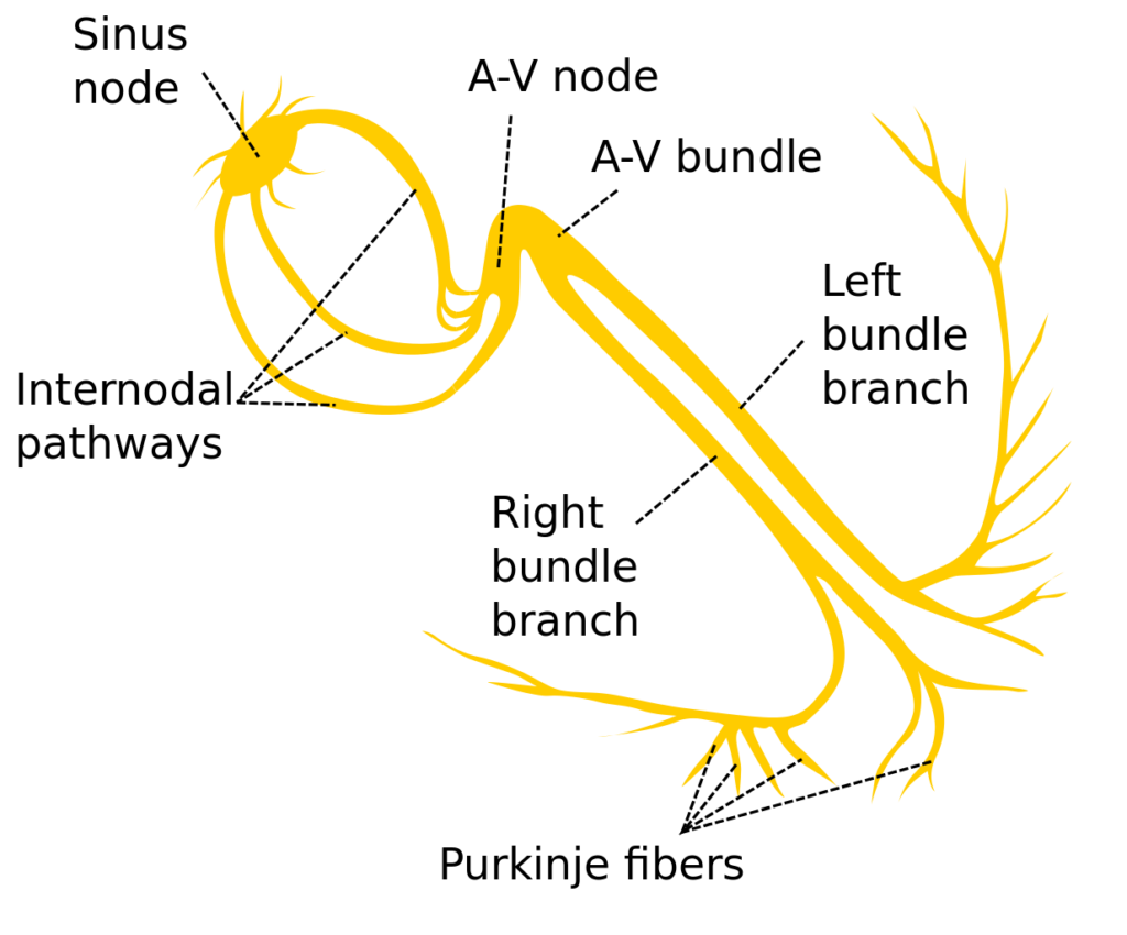 Cardiac Conduction System - Mechanism Behind Every Heartbeat