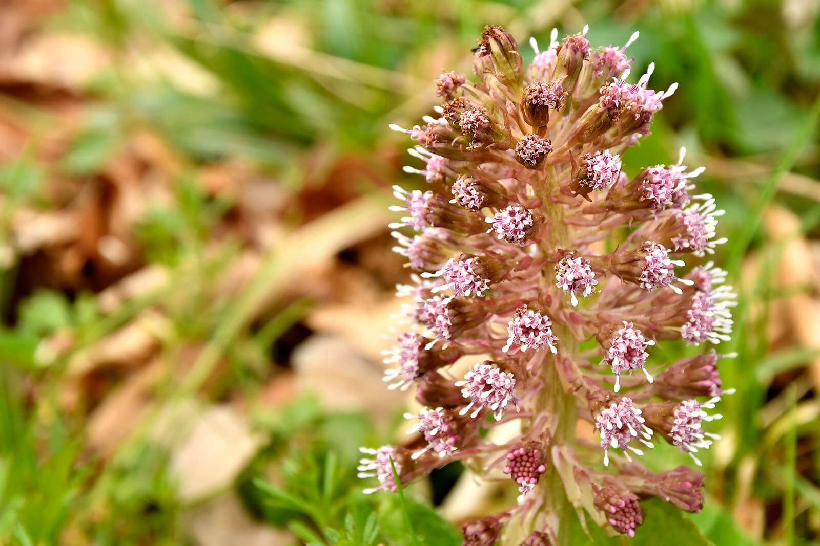 Migraine Headache butterbur medicinal herb with flower in spring in germany