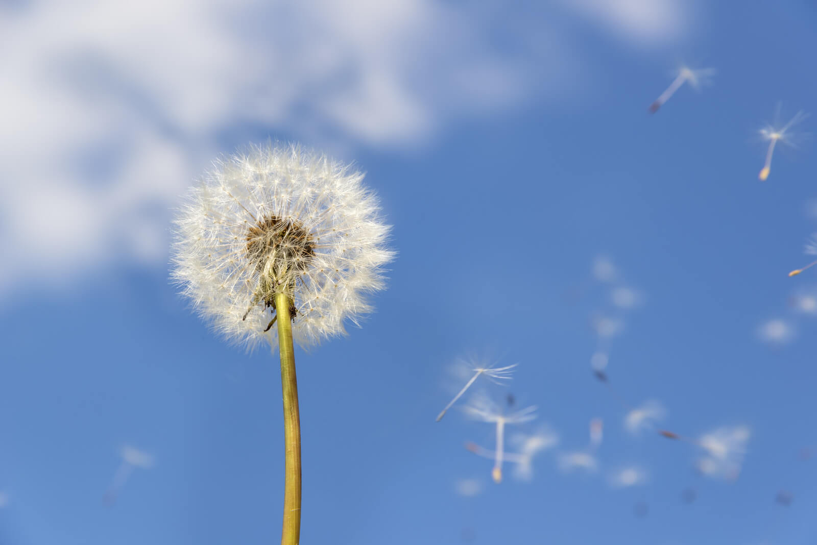 flying pollen asthma allergy