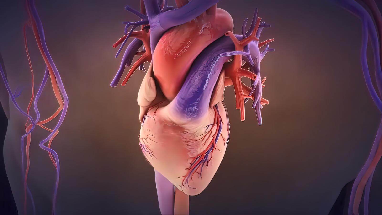 Inflammation and Heart Disease How it is Linked Explained