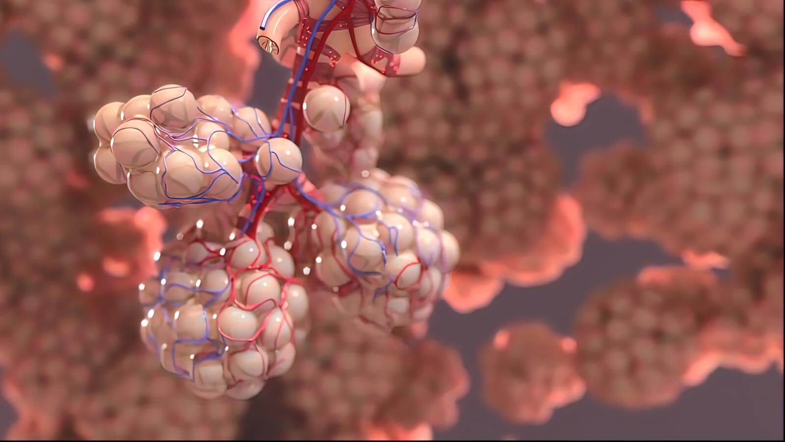 lung immunity and inflammation 1